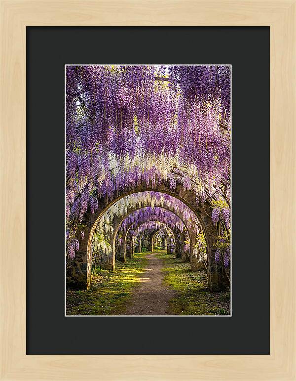Wisteria Tunnel Serenity