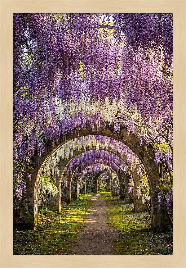 Wisteria Tunnel Serenity