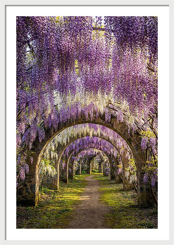 Wisteria Tunnel Serenity