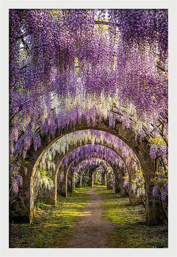 Wisteria Tunnel Serenity