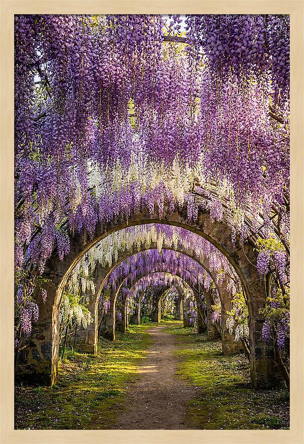 Wisteria Tunnel Serenity