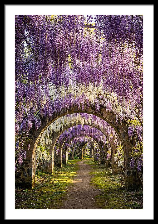 Wisteria Tunnel Serenity