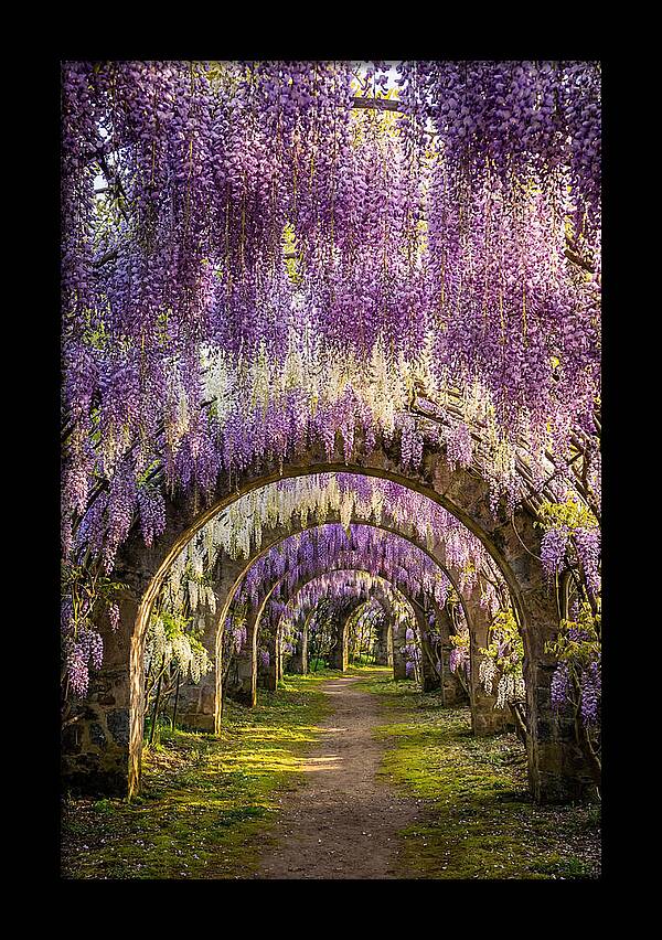Wisteria Tunnel Serenity