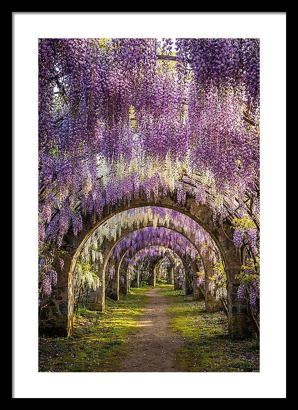 Wisteria Tunnel Serenity
