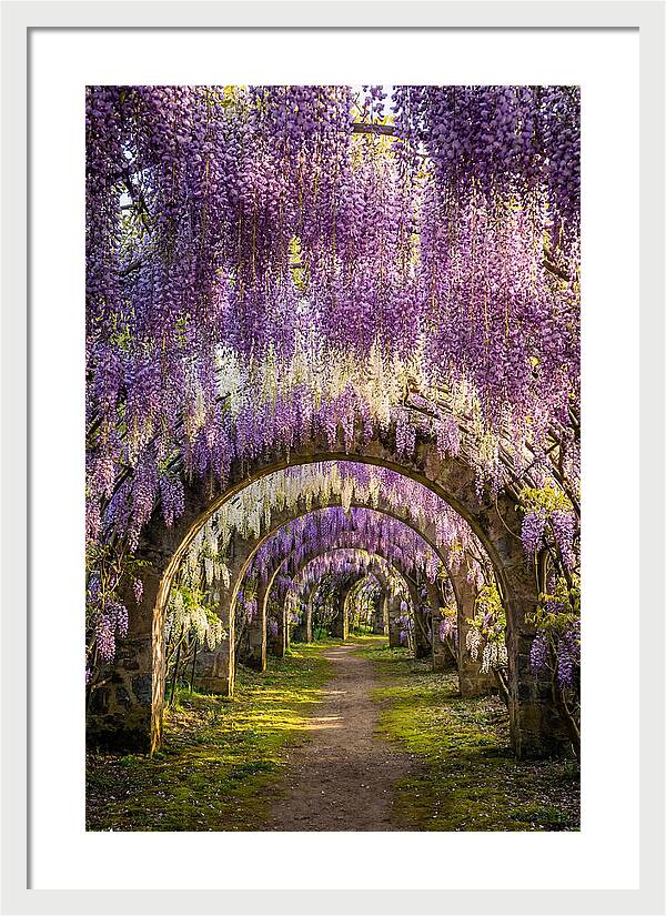 Wisteria Tunnel Serenity