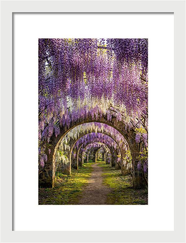 Wisteria Tunnel Serenity