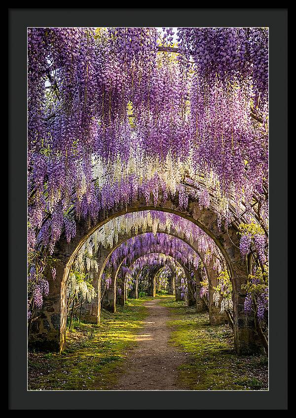Wisteria Tunnel Serenity