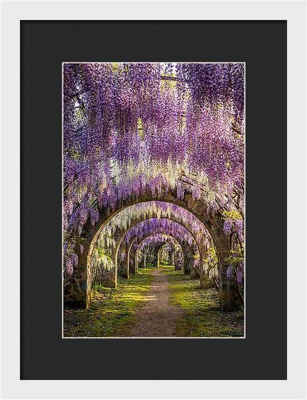 Wisteria Tunnel Serenity