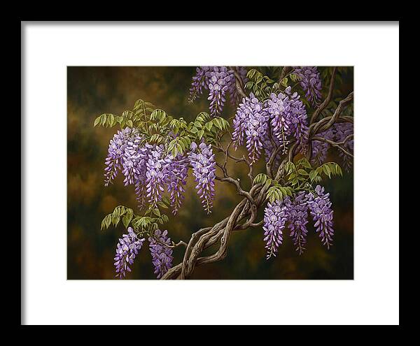 Wisteria Vine In Bloom