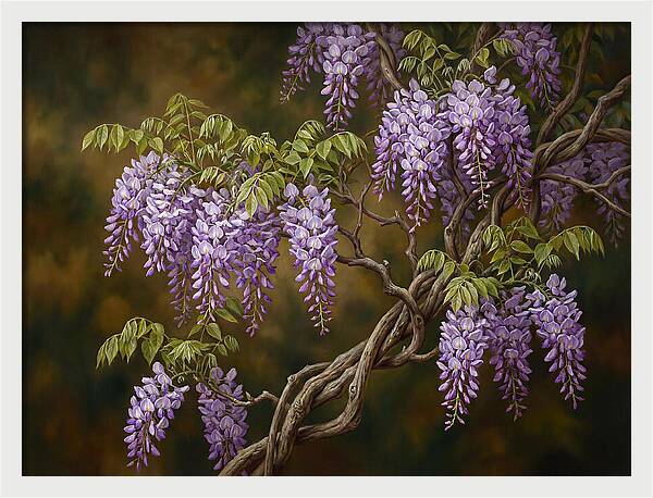 Wisteria Vine In Bloom