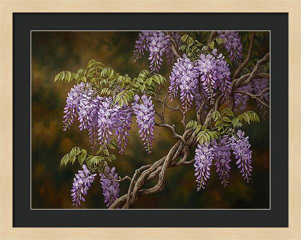 Wisteria Vine In Bloom