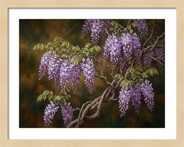 Wisteria Vine In Bloom