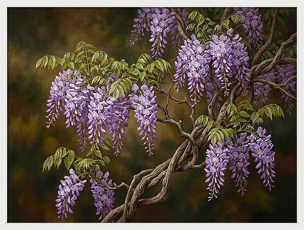 Wisteria Vine In Bloom