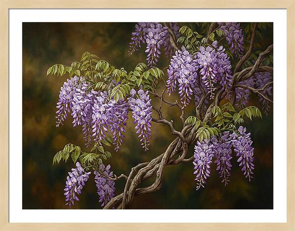 Wisteria Vine In Bloom