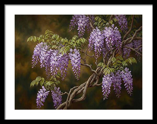 Wisteria Vine In Bloom