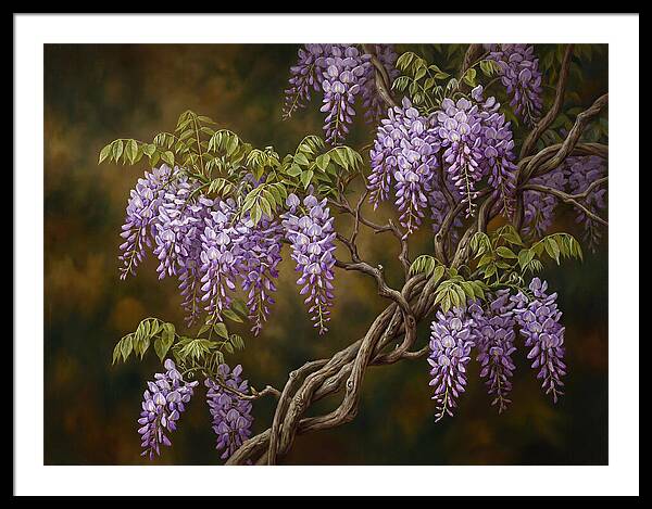 Wisteria Vine In Bloom
