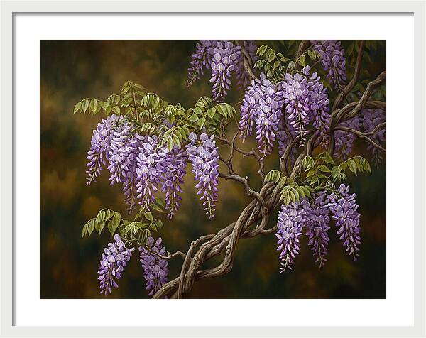 Wisteria Vine In Bloom