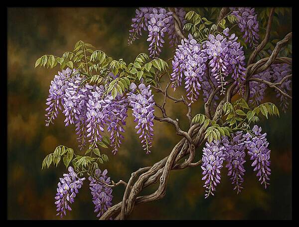 Wisteria Vine In Bloom