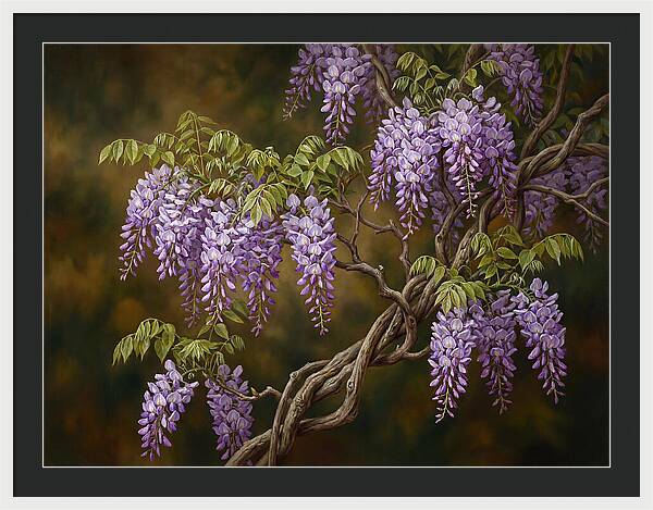 Wisteria Vine In Bloom