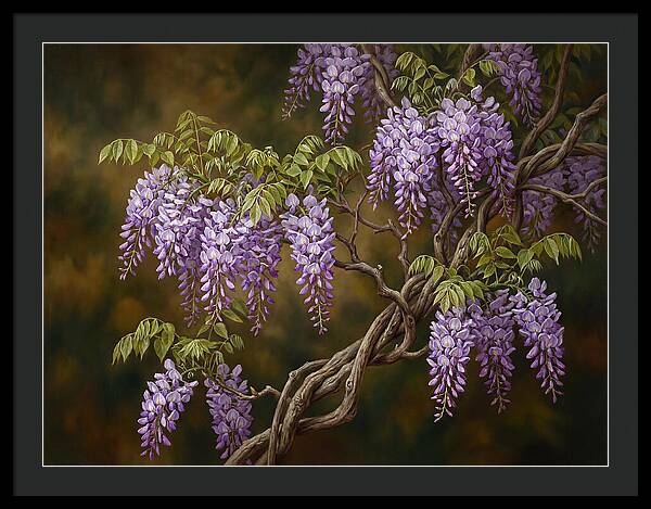 Wisteria Vine In Bloom