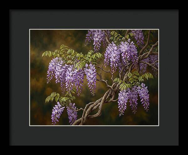 Wisteria Vine In Bloom