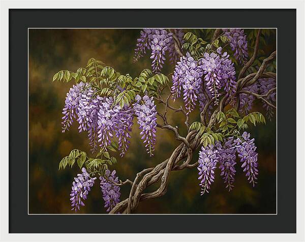 Wisteria Vine In Bloom