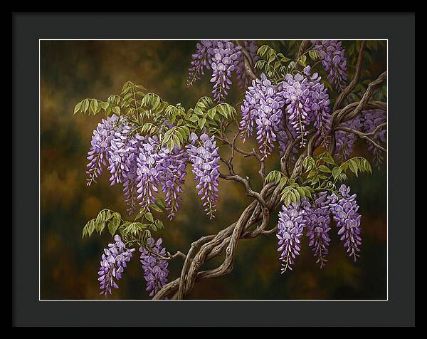 Wisteria Vine In Bloom