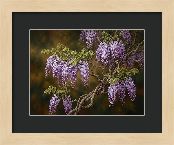 Wisteria Vine In Bloom