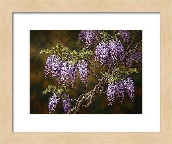 Wisteria Vine In Bloom