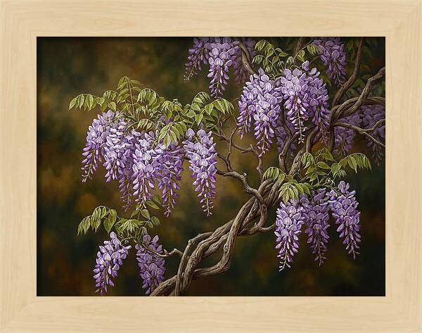 Wisteria Vine In Bloom