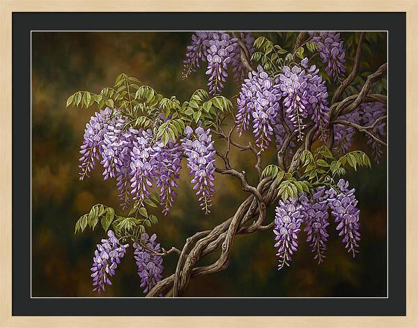 Wisteria Vine In Bloom