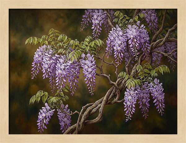 Wisteria Vine In Bloom