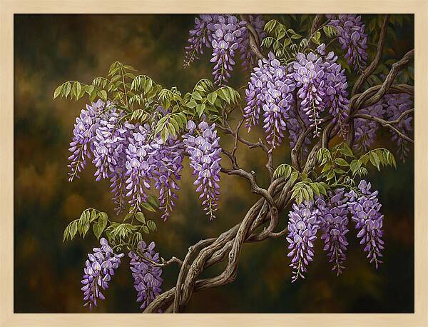 Wisteria Vine In Bloom