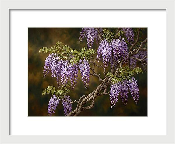 Wisteria Vine In Bloom