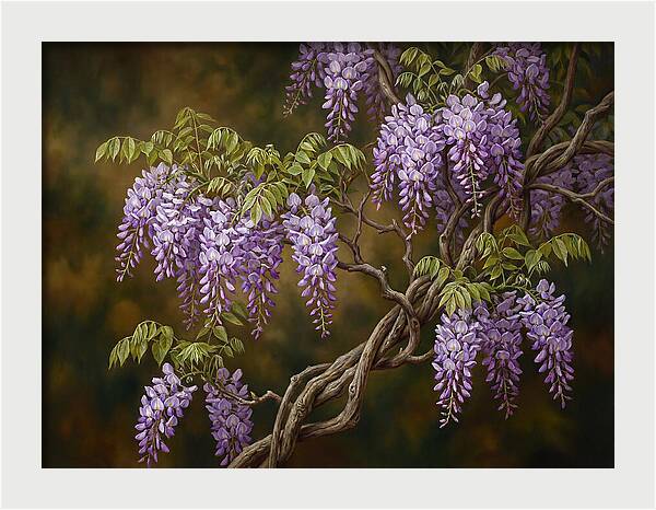 Wisteria Vine In Bloom