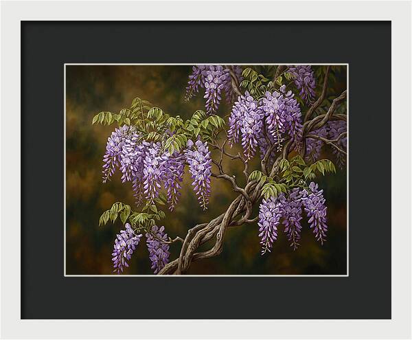 Wisteria Vine In Bloom