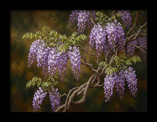 Wisteria Vine In Bloom