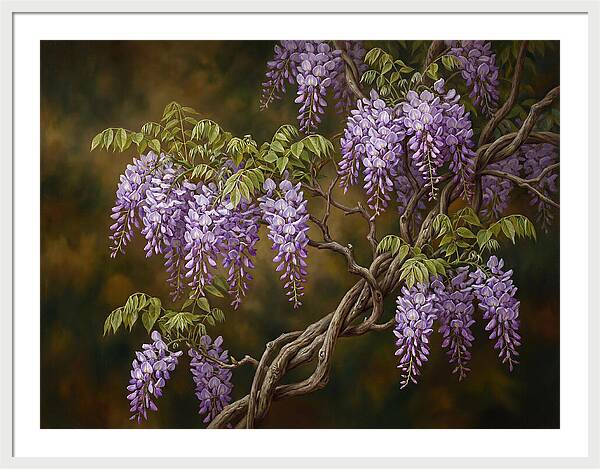 Wisteria Vine In Bloom