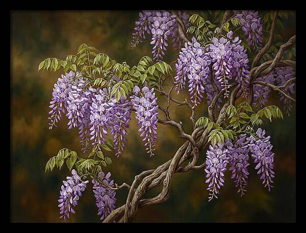 Wisteria Vine In Bloom