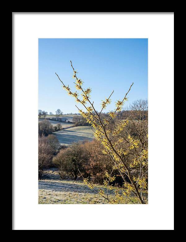 Witch Hazel Blooms Against Winter Sky