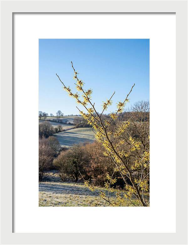 Witch Hazel Blooms Against Winter Sky