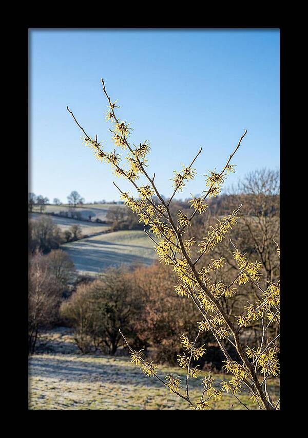 Witch Hazel Blooms Against Winter Sky