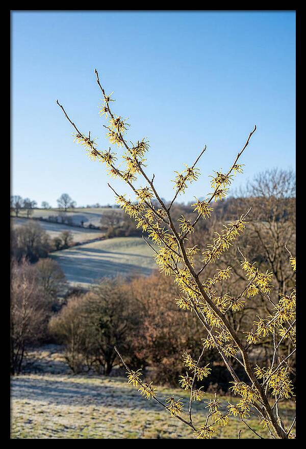 Witch Hazel Blooms Against Winter Sky