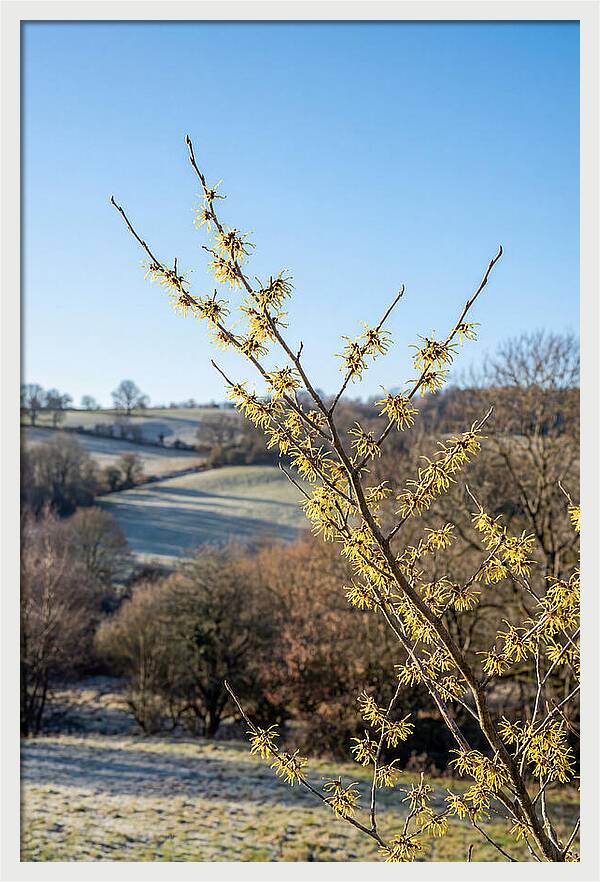Witch Hazel Blooms Against Winter Sky