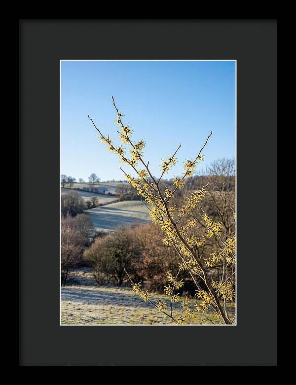 Witch Hazel Blooms Against Winter Sky