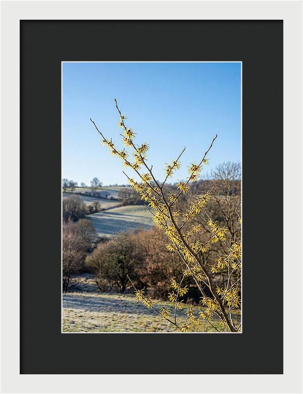 Witch Hazel Blooms Against Winter Sky