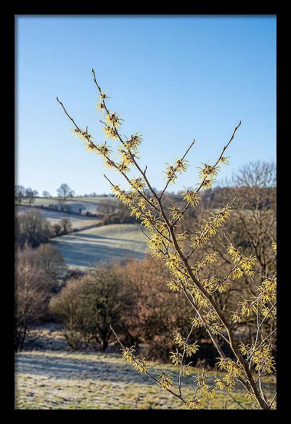 Witch Hazel Blooms Against Winter Sky