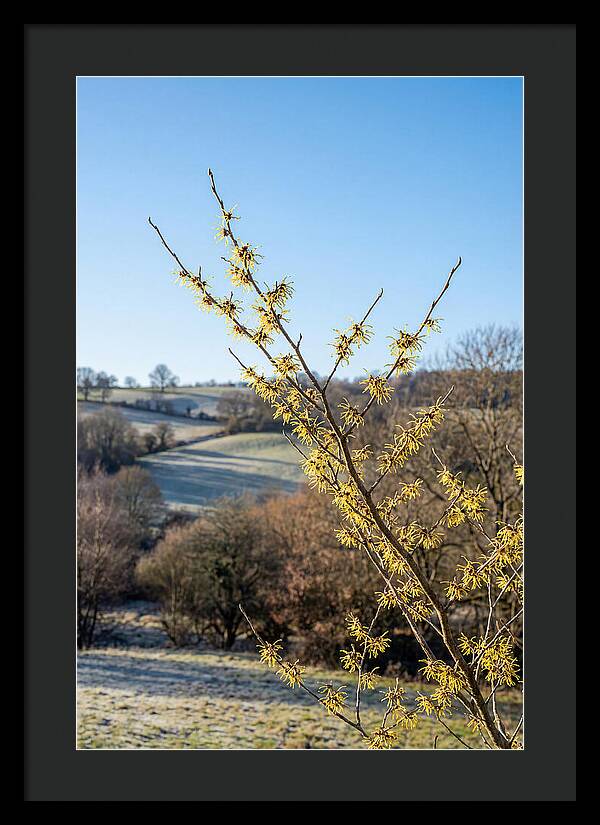 Witch Hazel Blooms Against Winter Sky