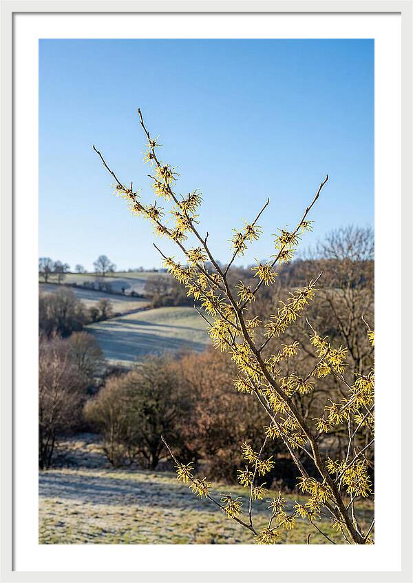 Witch Hazel Blooms Against Winter Sky