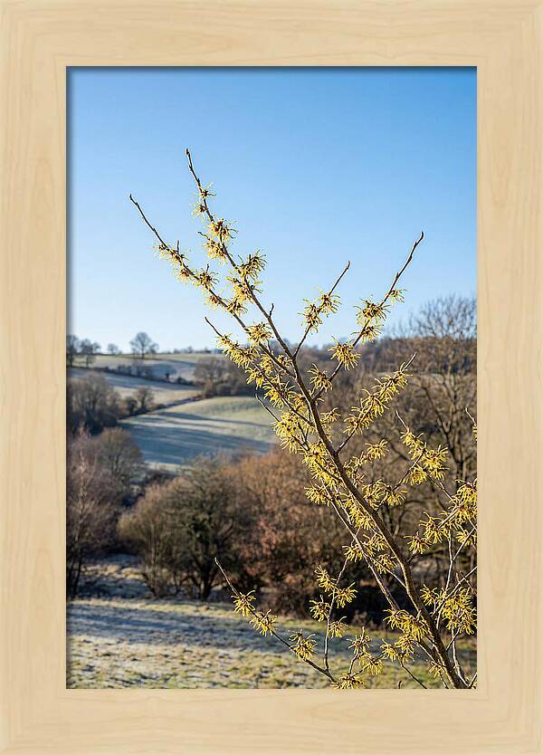 Witch Hazel Blooms Against Winter Sky